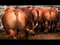 Beefmaster bulls from Frenzel Beefmasters