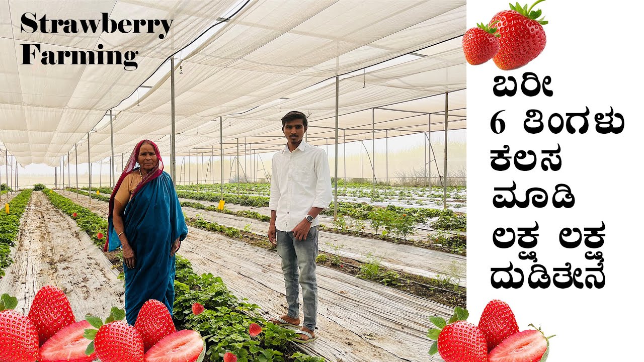 strawberry farming || How he earning lakhs per month || Modern farming