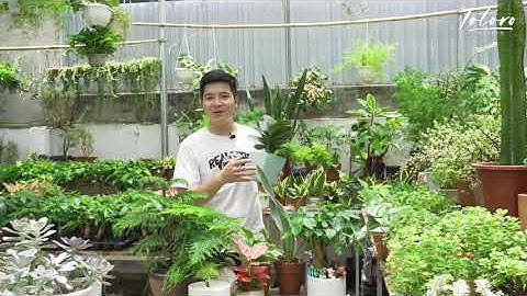 | CÁCH TƯỚI CÂY | Đa phần chúng ta đang tưới cây chưa đúng cách, hãy xem ngay hướng dẫn này nhé !