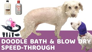 Doodle Getting a Full Bath and Blow Dry at Home (Speed Through) by Doodle Doods 2,764 views 2 years ago 21 minutes
