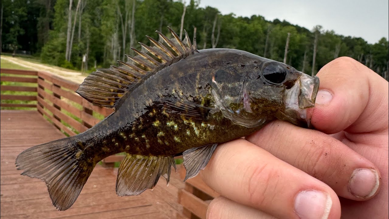 Food chain fishing challenge for BIG BASS!!! (I failed lol)