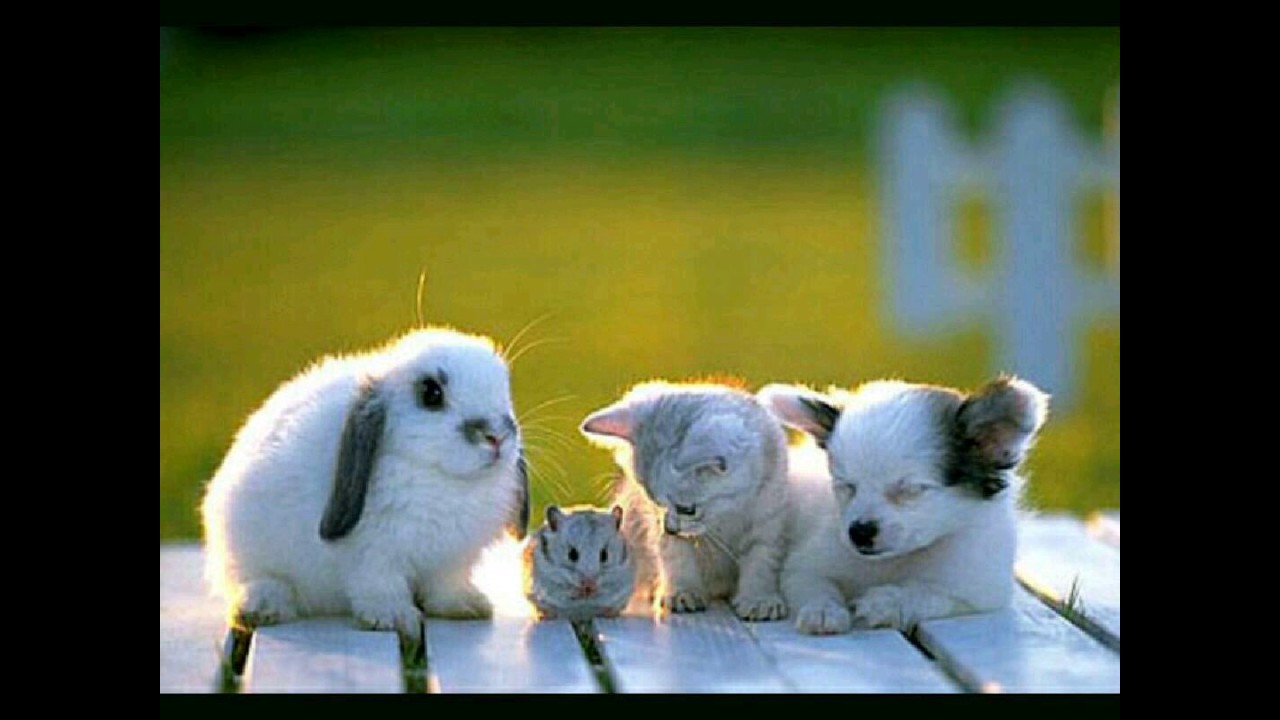 Animale dragute 2017