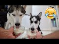 My Husky vs Girlfriend Dog Ice Cream Eating Contest!