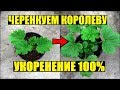 Размножение королевской пеларгонии черенками