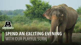 Spend An Exciting Evening With Our Playful Suraj!