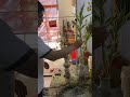 Vàng tươi 28 tết con Rồng #tet #hello2024 #2024 #happynewyear #review #vlog #dulich #anhchuhaydi
