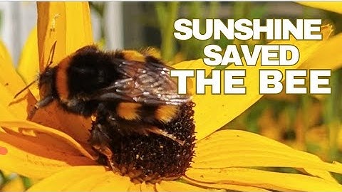 Bumblebee Saved #nature #wildlife