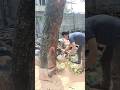 Woodworking project large tree feeling good skill #shortvideo #treecutting #chainsawmanminecraft