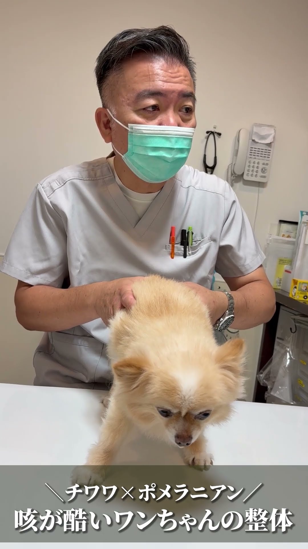 Chiropractic treatment for a dog with a bad cough 🐶#shorts