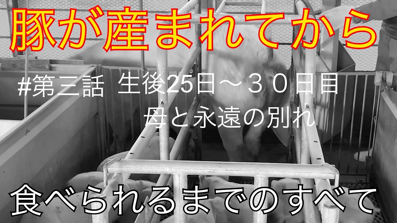 #第三話　豚が産まれてから食べられるまでのストーリー　Boo(ブー)母と永遠の別れ巻
