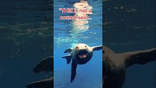 This Seal Is More Terrifying Than Sharks…