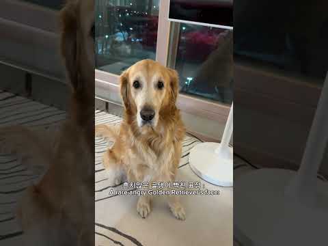 골댕이 빡치게 하기