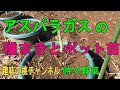 アスパラガスの種蒔き　ポット苗で2年目まで 22/4/6