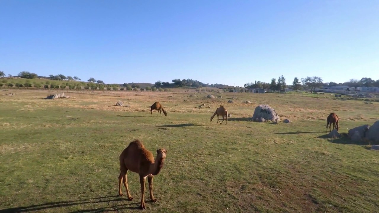 Aerial Drone Flying Over Camels | Free Stock Video Footage - YouTube