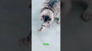 funny cat video 2022