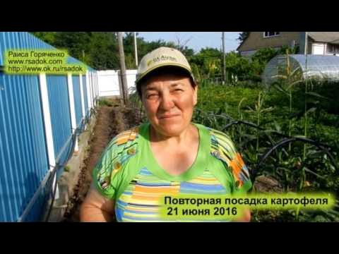 В дождливую погоду полив может быть совсем отменен или подача воды будет проходи