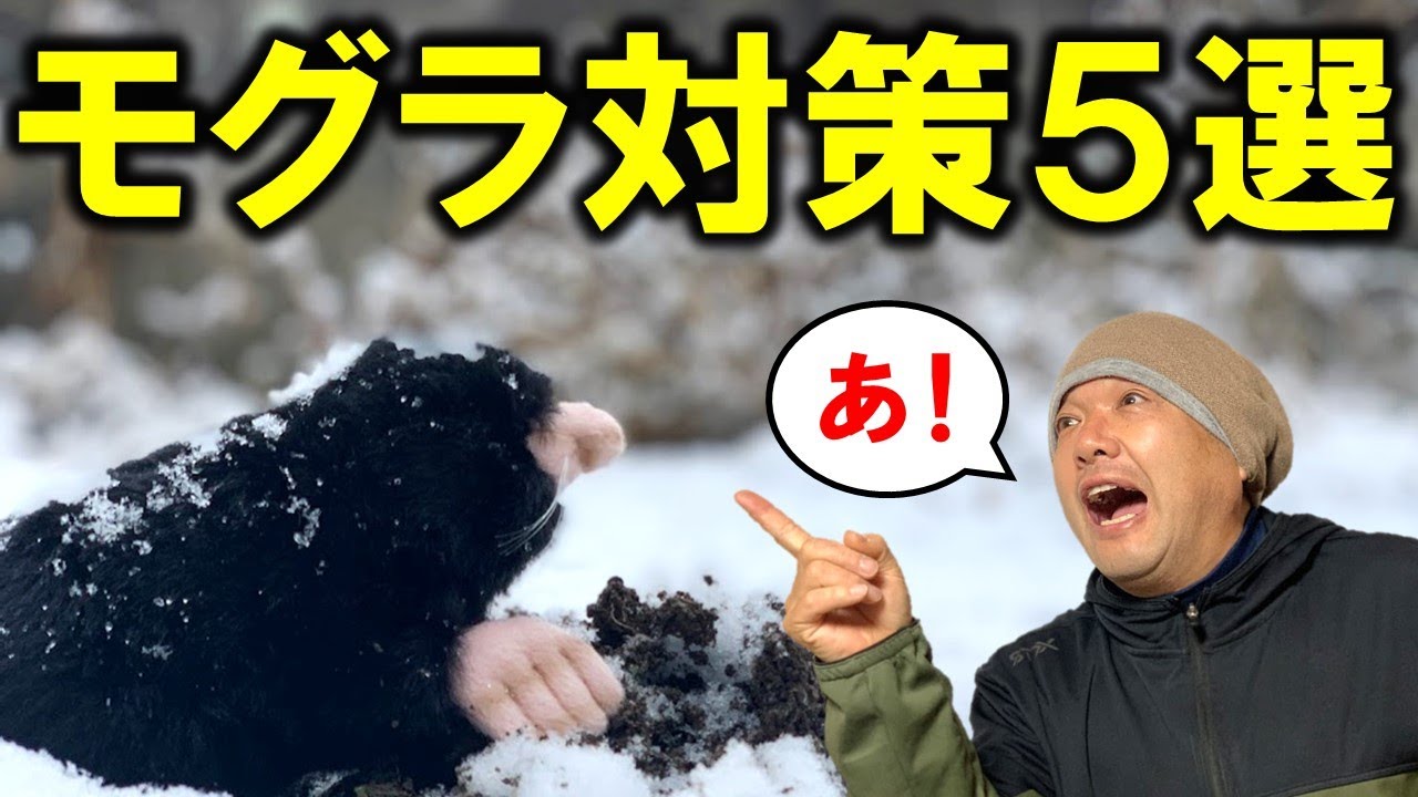 【超簡単】モグラ避け対策５選