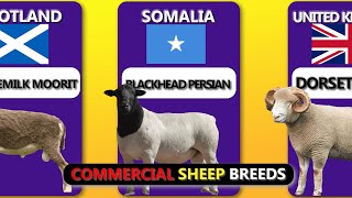 Commercial SHEEP BREEDS from Different Countries