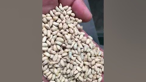 MINI COLOR SORTER @NUTS APPLICATIONS #AI INNOVATION