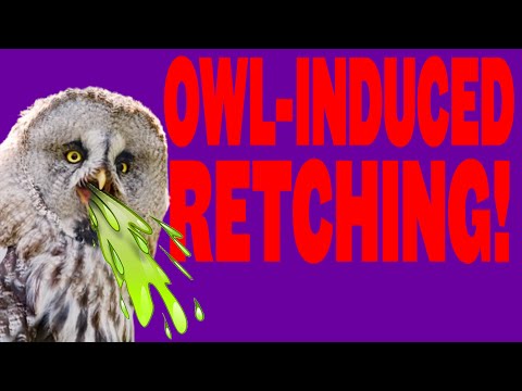 owl-pellet-dissection!
