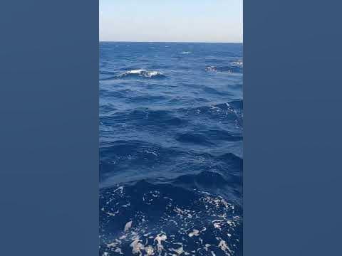 Червоне море🏖🏝🌊 - YouTube