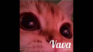 Song from vava