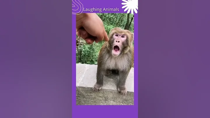 angry monkey animals video #funny #animal #animals #cute #cute #cat #dog #funnyvideos #shorts #life