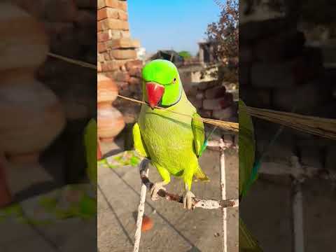 Bhagwan ji #funny #comedy #talkingparrot