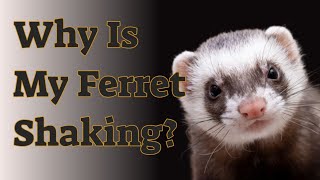 Why Is My Ferret Shaking?