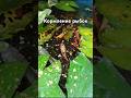 Кормление рыбок в пруду и рыжая моська. #shortvideo #short #рыба #кормление #пруд #аквариум