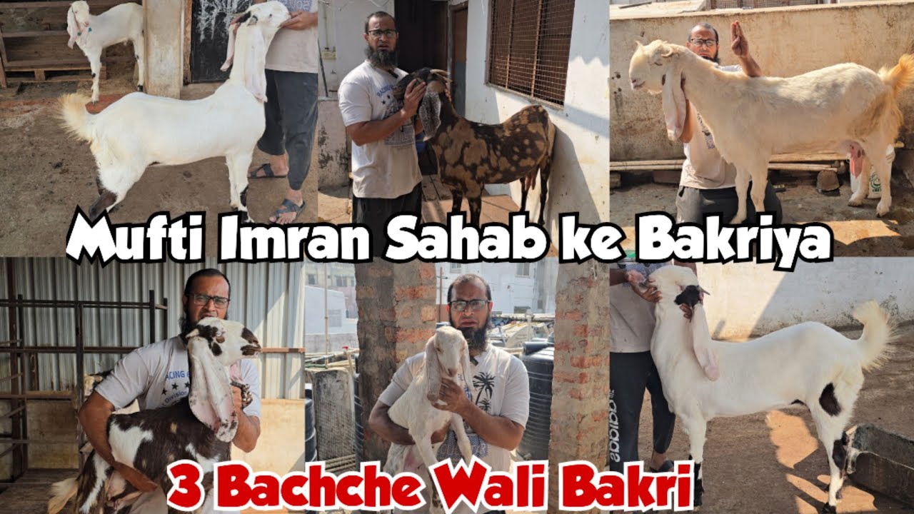 Mufti Imran sahab ke doodh wale bade frame ke bakriya available in Hyderabad | 🐐 milk in Hyderabad