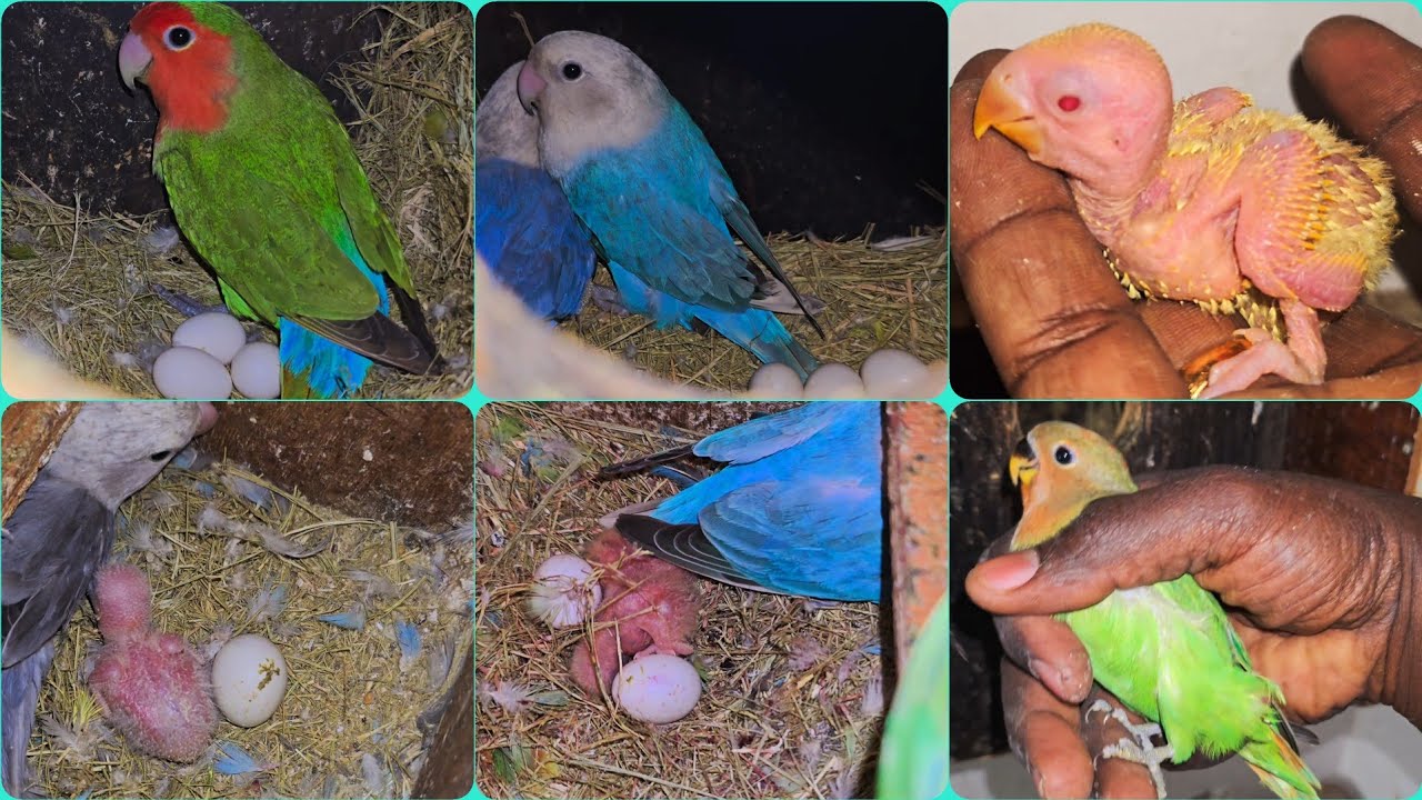 February month breeding updates for our love birds colony #tamil @janyvlogstamil