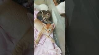 Cats & kittens are 758 & 675 & 574 & 557 &509 & 433 & 318 & 280 & 180 &50 &29 & 341 &274 &172 &138