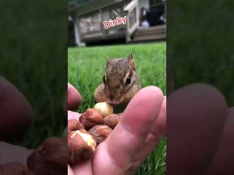 Dostunun Elinden Fındık