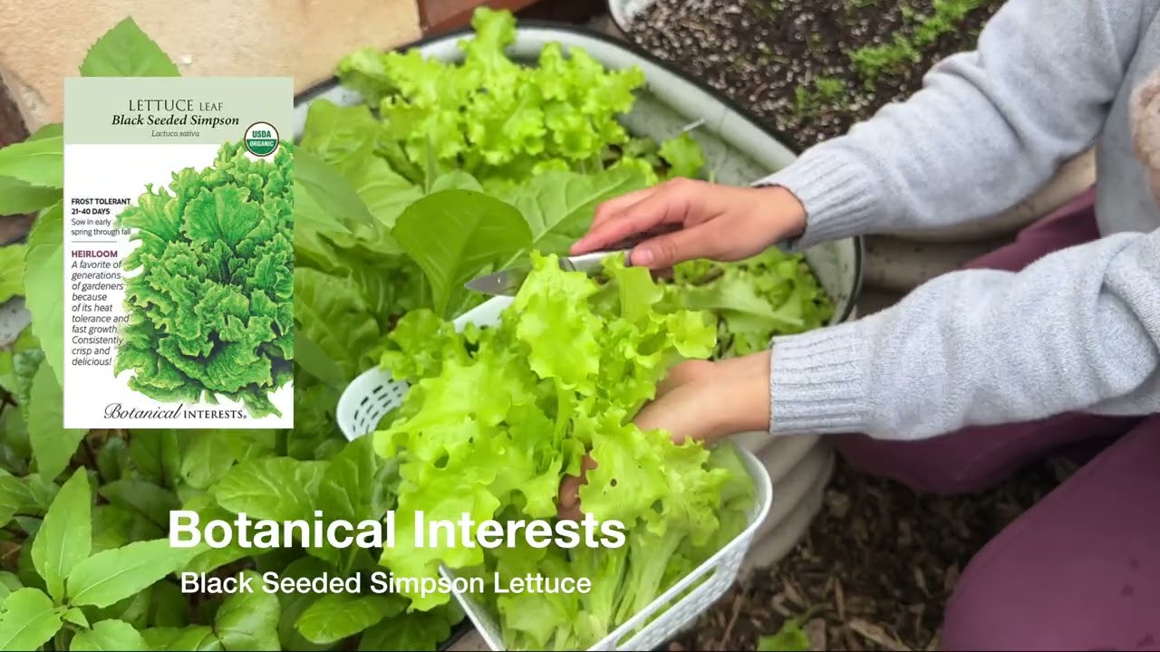 Growing A Vegetable Garden In My Urban Backyard / February 2026 (Peaceful Garden Vlog)