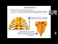 1 часть  Теоретическая и функциональная анатомия соединений костей