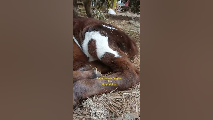 Lahir lagi sapi belgian blue jantan