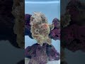 UNUSUAL Fish For Your Saltwater Aquarium - Saturday Short