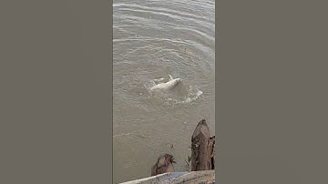 #câu cá trôi tại đập sông ray.#cá chép,