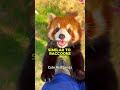 The Red Panda Is Not Actually A Panda? 🤯🐾#shorts #redpanda #animals #nature #panda