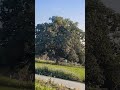 #song