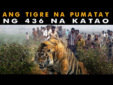Video: Ano Ang Matatagpuan Ng Mga Tigre Sa India