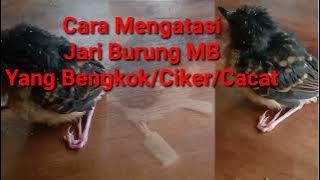 Cara mengobati Jari Kaki Burung yang Cacat/Bengkok/Ciker