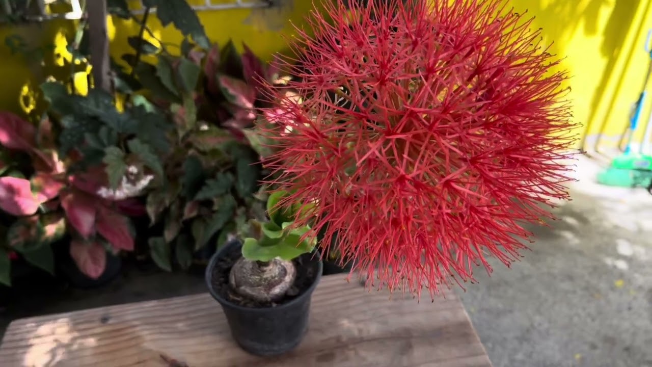 Flor de Natal (UMA PLANTA ENCANTADORA )