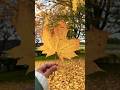 Autumn is here in Germany🍂 #autumn #germany #germanytravel #fallleaves #nature #yt #relaxing #fypシ
