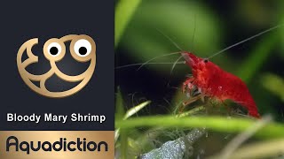 Bloody Mary Shrimp Thumbnail