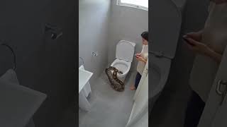 Сережа у нас тут 🐍 змея #странное #туалет #прикол #юмор #иивидео