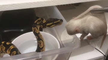 Orange Dream Calico Yellow Belly Feeding Time!