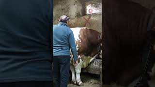 Bir ton 250 kilogramlık dev tosun 550 bin TL'ye satıldı