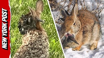 Why Are Rabbits Growing Tentacles in Colorado? Everything to Know About the Virus